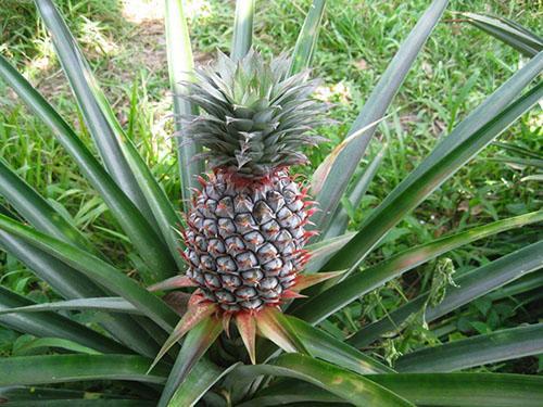 L'ananas pousse