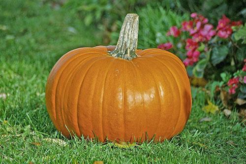 La pulpa de calabaza contiene una gran cantidad de nutrientes.