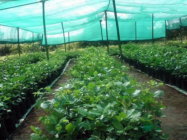 condiciones confortables para las plantas