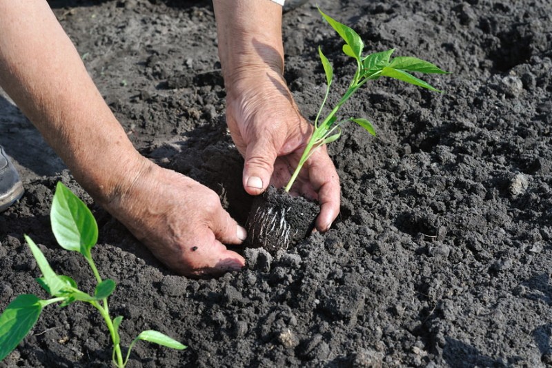 el momento de plantar plántulas de pimiento en el suelo