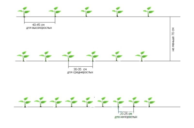 esquema de plantación de pimientos