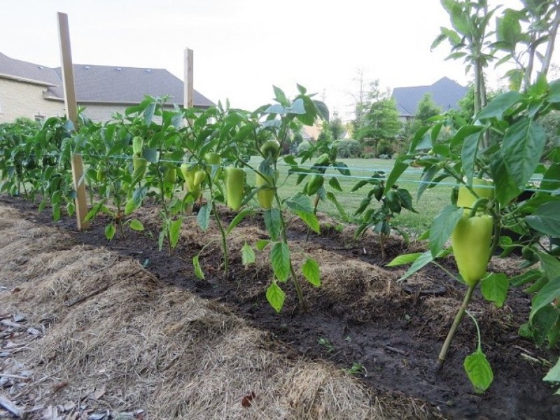 esquema de plantación de pimiento en campo abierto.