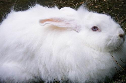 conejo velloso blanco