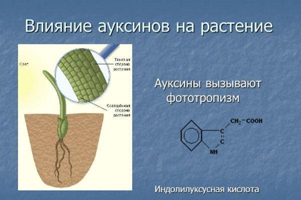 influencia de las auxinas en la planta