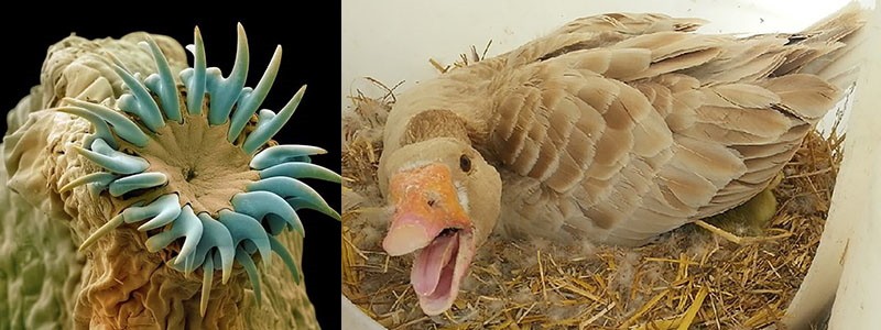 maladies parasitaires des oies