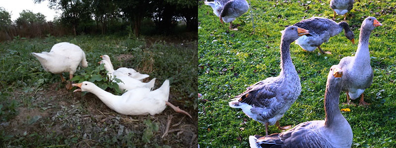 mortalité élevée des oiseaux