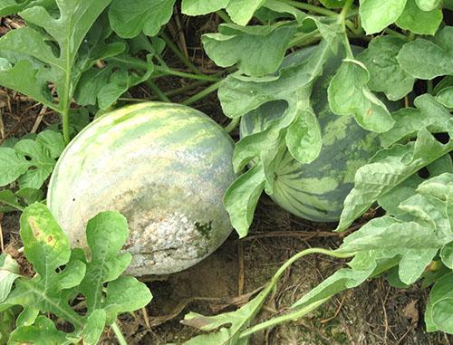 Podredumbre blanca en frutos en maduración