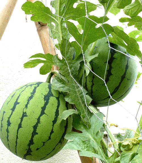 El cumplimiento de las técnicas de cultivo y la prevención oportuna dan un buen resultado.