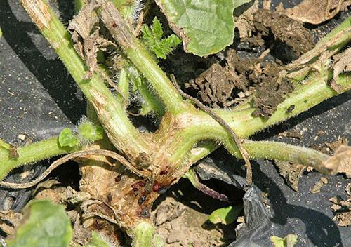 Marchitez por Fusarium de las sandías