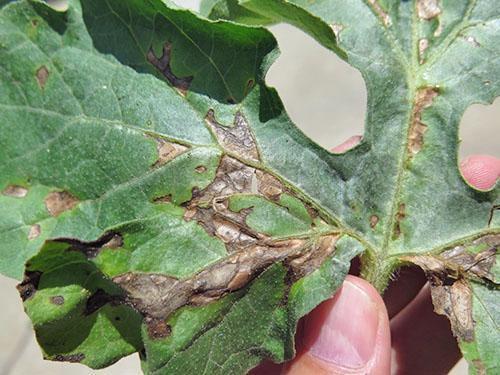 Anthractose sur feuilles de pastèque