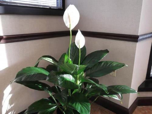 spathiphyllum