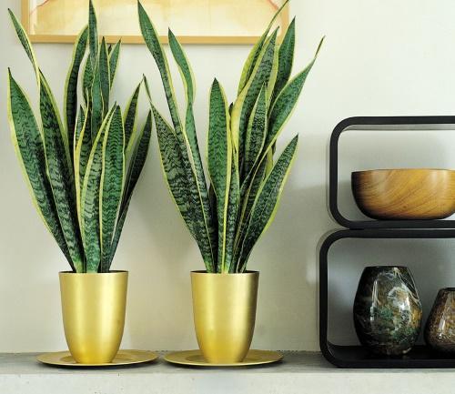 sansevieria