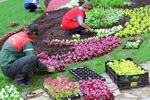 planter des semis de fleurs