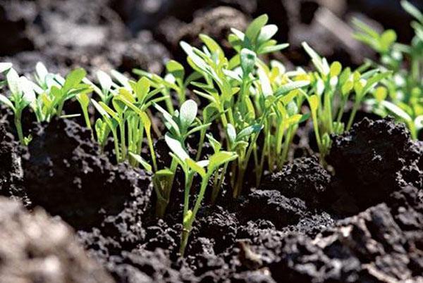 pousses de graines en plein champ