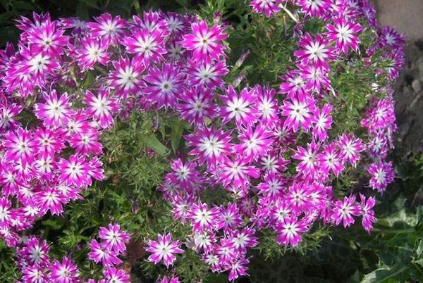 variété phlox pluie d'étoiles
