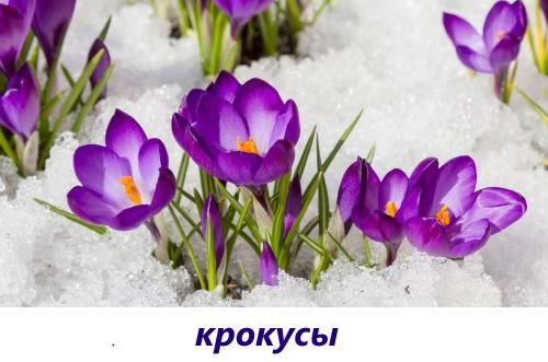 crocus