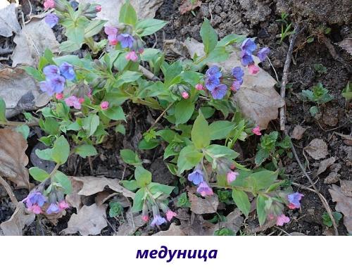 pulmonaria