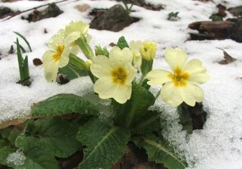 quelles fleurs sont les primevères