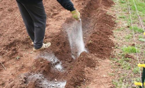 Fertilisation des cendres