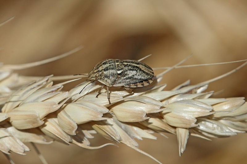 Insecto tortuga dañina en cereales