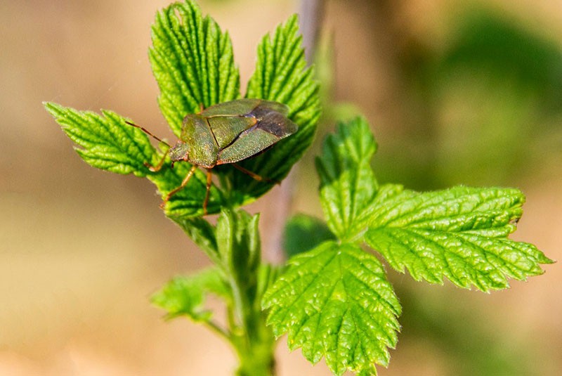 insecto dañino tortuga daña grosellas