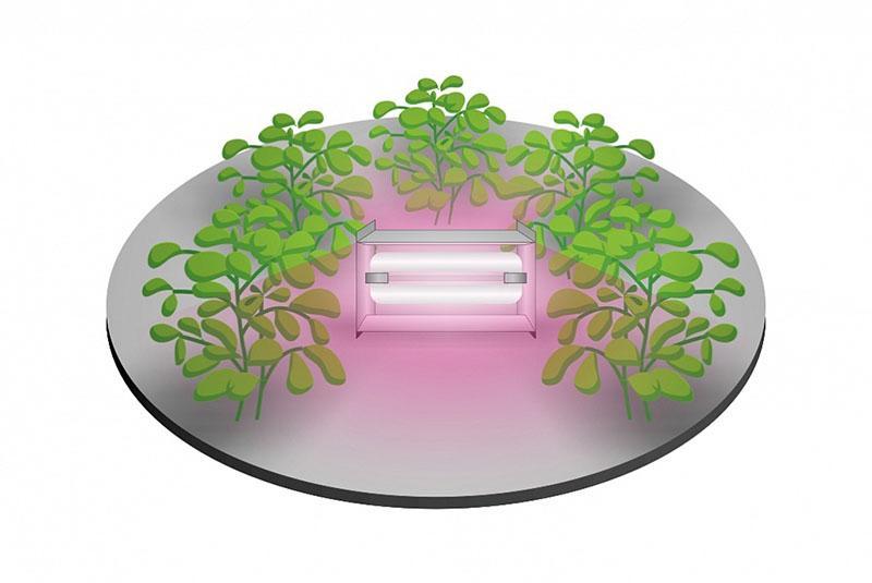 ventaja de las luces de inducción