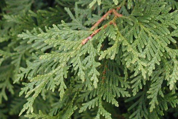 thuja tiene propiedades antimicrobianas