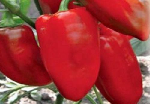 Variedad de pimiento para Siberia - Topolin