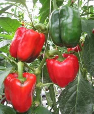 En la foto, la variedad de pimiento Sibiryak.