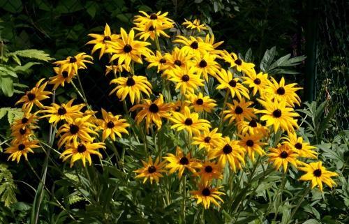 Rudbeckia