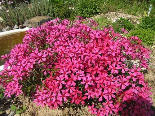 phlox subulé