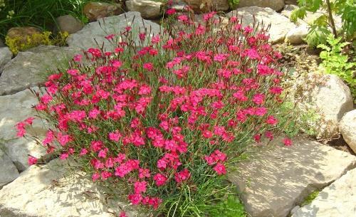 hierba de clavel
