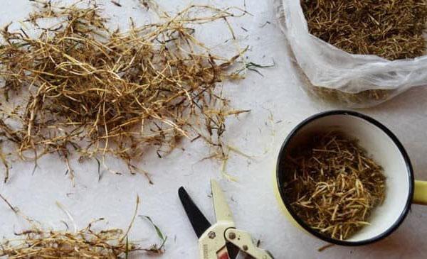 préparer l'herbe de blé pour la décoction