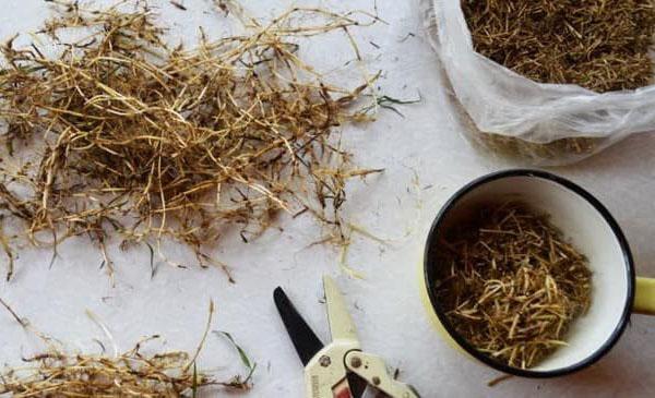 preparar pasto de trigo para decocción