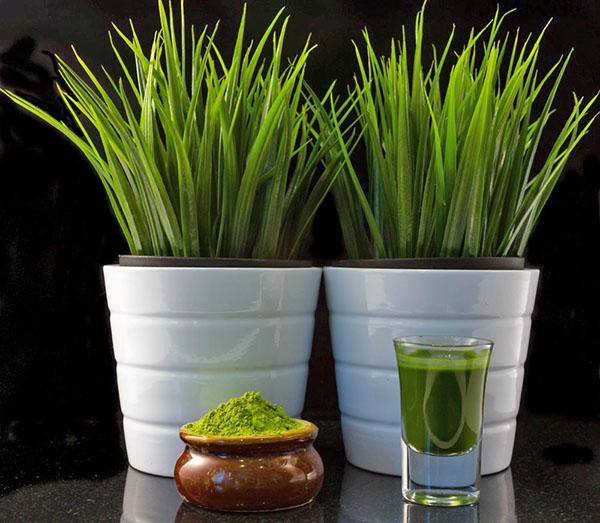jus d'herbe de blé médicinal