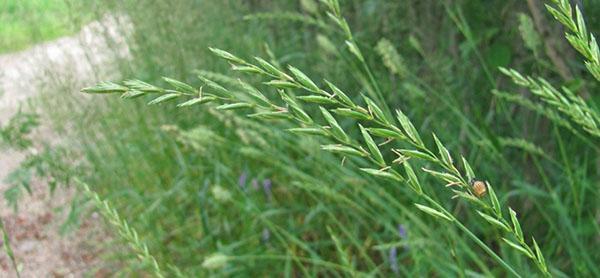 pasto de trigo perenne