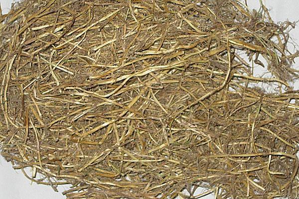 propriétés médicinales de l'herbe de blé