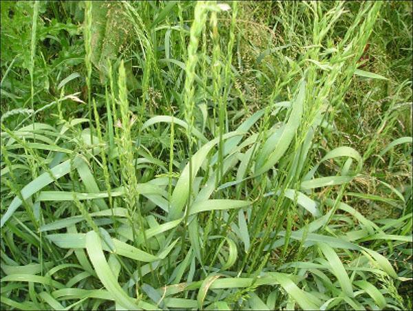 l'herbe de blé pousse