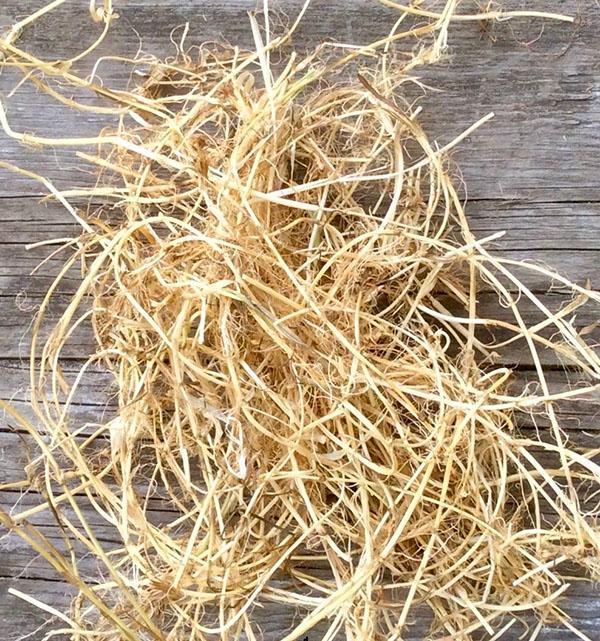 raíces de pasto de trigo para uso externo