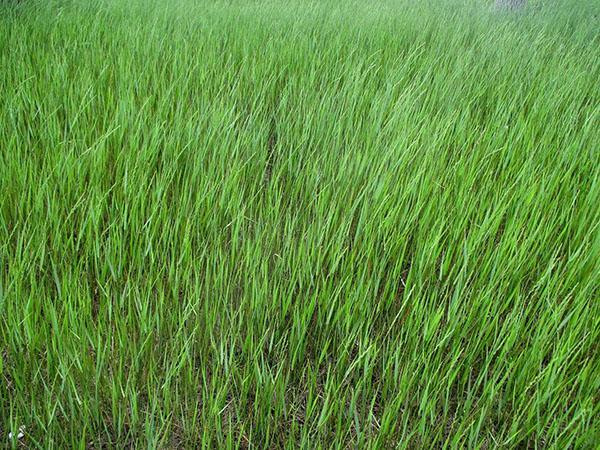 plante d'herbe de blé