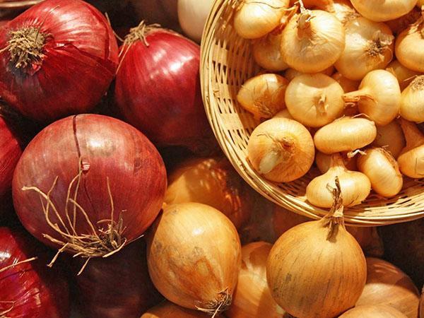 variétés d'oignons