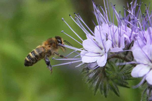 recolectando néctar en phacelia