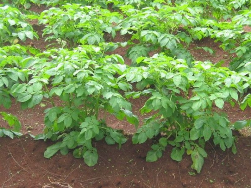 buissons de pommes de terre cerises