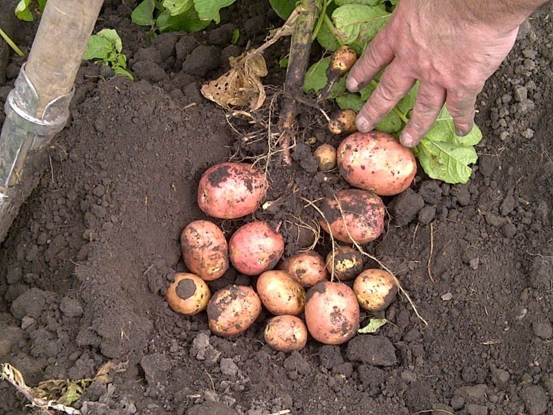 Avantages et inconvénients des pommes de terre cerise Bellarosa