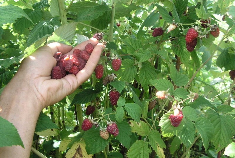 le pour et le contre des framboises news kuzmina