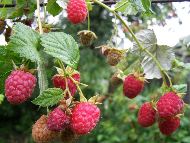 nouvelle variété de framboise kuzmina