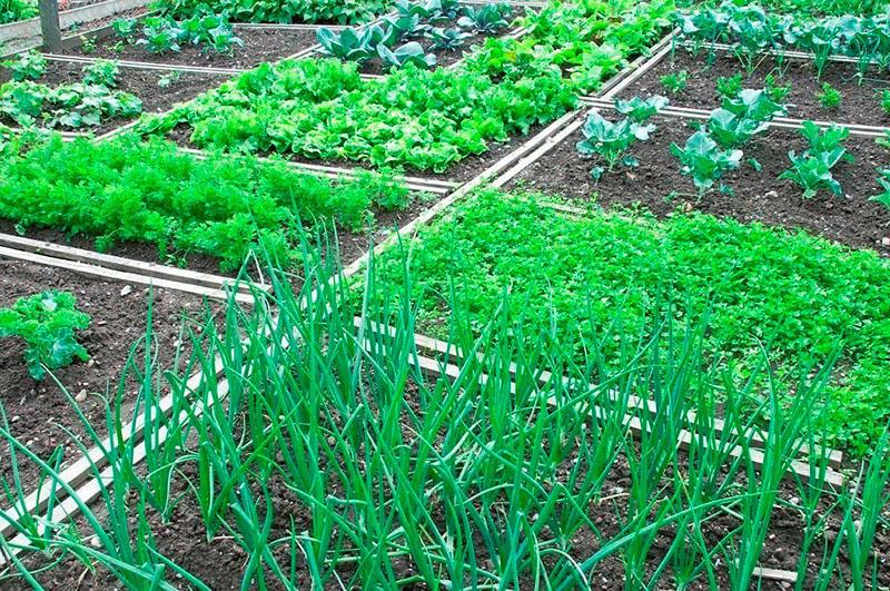 légumes verts précoces dans les lits