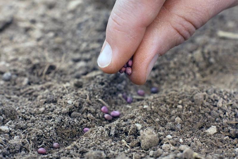 semer des graines traitées