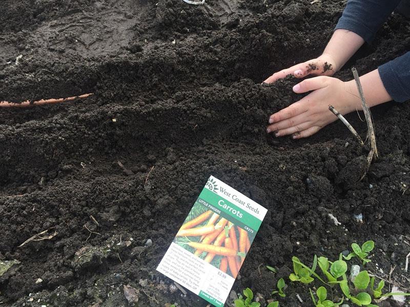 sembrar zanahorias antes del invierno