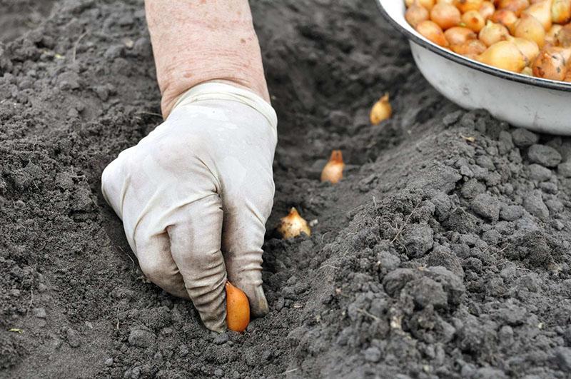 planter des oignons